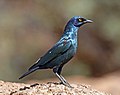 Image 18 Cape starling Photograph credit: Charles James Sharp The Cape starling (Lamprotornis nitens) is a medium-sized passerine bird in the starling family, Sturnidae, found in southern Africa. It is a gregarious bird and forms large flocks outside the breeding season. It usually feeds on the ground, often foraging alongside other species of starlings. Habituated to humans, its diet includes fruit, insects and nectar. It sometimes feeds on ectoparasites that it picks off the backs of animals or visits bird tables for scraps. This Cape starling, of the subspecies L. n. phoenicopterus, was photographed in Damaraland, Namibia. More selected pictures