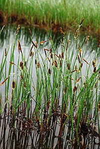 Planten