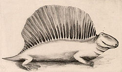 Reconstruction of Dimetrodon from "A Great Permian Delta", Popular Science Monthly, 1908.