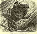 Grenouille cornue des Salomon (Cornufer guentheri)