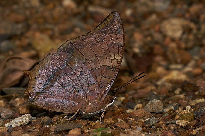 圖為白袖章螯蛺蝶，是一種見於印度的罕有蝴蝶，屬蛺蝶科的螯蛺蝶亞科。