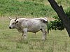 Chillingham Bull - geograph.org.uk - 223440.jpg