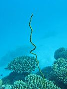 Un corail noir « virgulaire » (Cirrhipathes sp.)