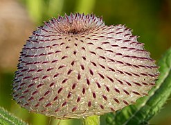 Le capitule avant floraison. Diamètre environ 4 cm. Dans le parc national de Kozara.