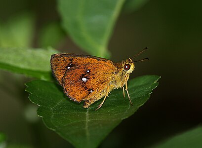 Ventral view