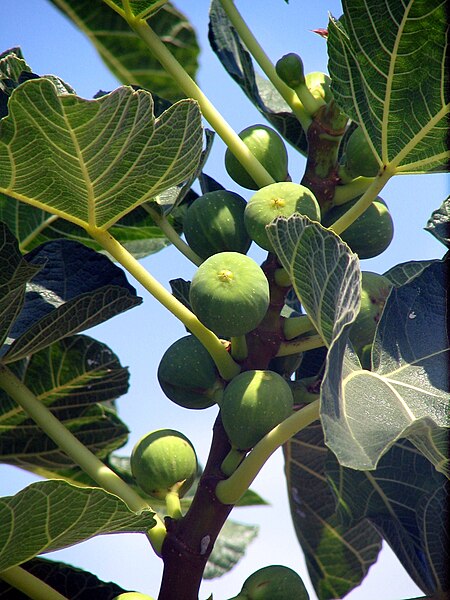 File:Corfu fig fruits bgiu.jpg