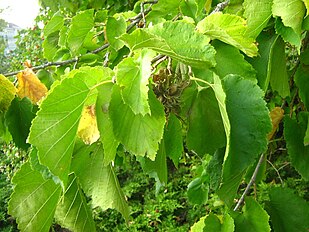 leaves and fruits