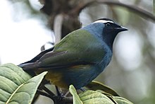 Crested Berrypecker.jpg