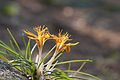 Crocus graveolens