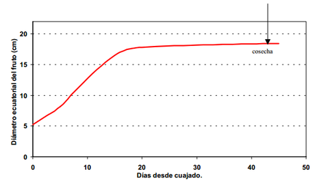 Aumento de tamaño y momento de madurez completa en el cultivar 'Maravilha do Mercado' (Agroflora)[107]​. Quizás se quiso significar apertura floral o antesis en lugar de cuajado. Probablemente también se quiso significar una meseta plana luego de la maduración de la cáscara, al finalizar el aumento de tamaño.