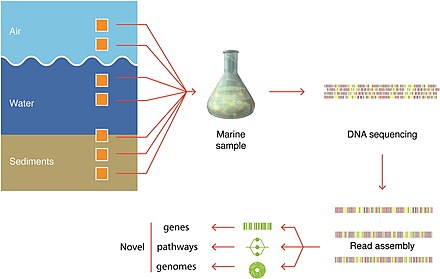 DNA sequencing technologies used in marine metagenomics
The discovery process involves marine sampling, DNA sequencing and contig generation. Previously unknown genes, pathways and even whole genomes are being discovered. These genome-editing technologies are used to retrieve and modify valuable microorganisms for production, particularly in marine metagenomics. Organisms may be cultivable or uncultivable. Metagenomics is providing especially valuable information for uncultivable samples. DNA sequencing technologies used in marine metagenomics.jpg