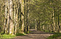 Image 33Stanmer Park (from Brighton and Hove)