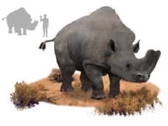 Embolotherium