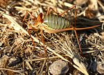 Miniatura para Bradyporinae