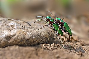 17. Platz: Horst Dieter Wermbter Neu! mit Feld-Sandlaufkäfer (Cicindela campestris) im FFH Wahner Heide