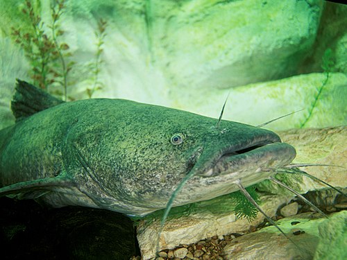 Flathead Catfish