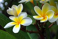 Plumeria sp.