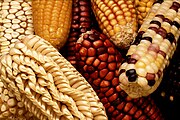 Exotic varieties of maize are collected to add genetic diversity when selectively breeding new domestic strains.