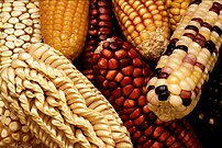 Exotic varieties of maize are collected to add...