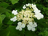 中心の両性花と周辺の装飾花からなる花序