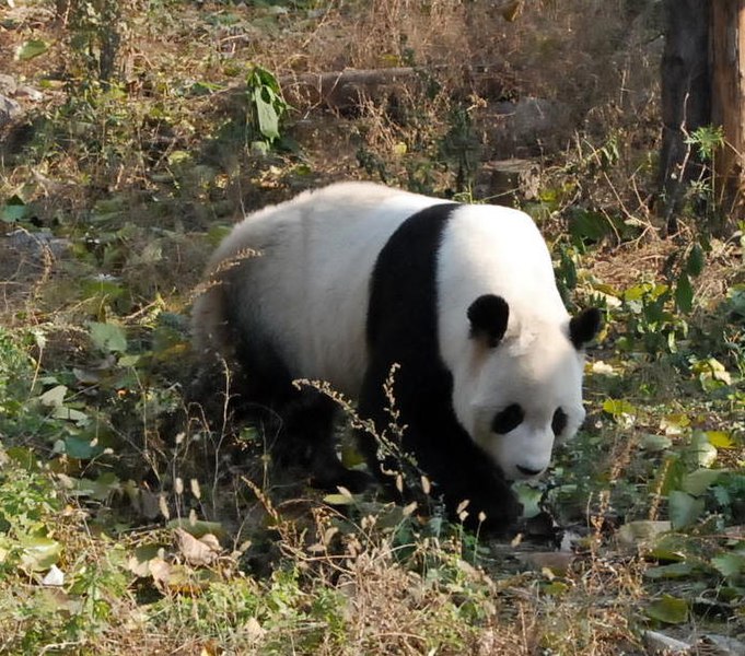 沒有退耕還林計畫，我們可能看不到可愛的大熊貓了。