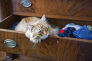 An orange cat lying in a partially open dresser drawer full of socks