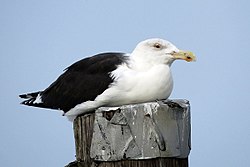 Great Black-backed Gull (adult) (16285102798).jpg