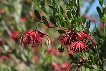 Photograph of a plant with small, almond-shaped leaves and a cluster of long, thin, slight-curled red petals