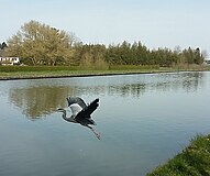 Un héron cendré au-dessus du canal de Saint-Quentin.