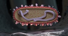 An illustration of the respiratory syncytial virus (RSV) in cross-section landing on a respiratory endothelial cell in humans. A nuclear protein core capped by large L proteins is depicted with single-stranded RNA (colored purple). The virion exterior is populated by F and G proteins, while its interior is lined by M2-1 and M proteins. G proteins are shown as tangled tubular structures, and F proteins are represented as structures resembling drumsticks. Human Respiratory Syncytial Virus (RSV) (52501736052).jpg