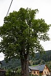 Winterlinde (Tilia cordata)