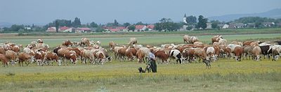 Cows in a meadow near Apetlon, 2003