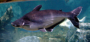 Incandescent shark catfish Pangasius hypophthalmus