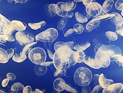 Jellyfish are easy to capture and digest and may be more important as food sources than was previously thought. Jellyfish swarm.jpg