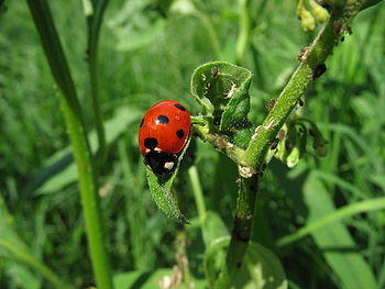 English: A ladybug, (Coccinella sp., probably ...