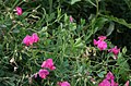 Knollen-Platterbse (Lathyrus tuberosus)