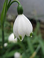 Leucojum aestivum