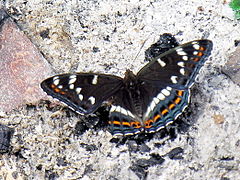 Limenitis populi, ♀