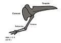 Limusaurus forelimb.