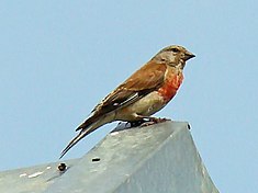 Carduelis cannabina