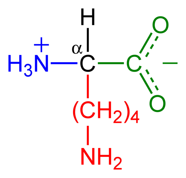 Lysine