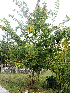 Árbol joven.