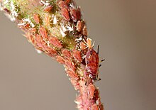 Macrosiphum rosae 5422189.jpg