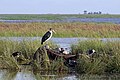 feeding on elephant carcass