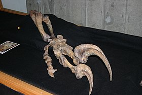 O antebraço de um Megaraptor.