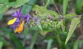 Alpenostrand-Wachtelweizen (Melampyrum subalpinum s.lat.)