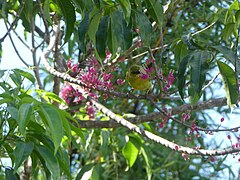 Feeding on flowers of the little Evodia (Melicope rubra).