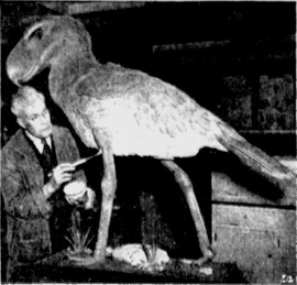 Модель зовнішнього вигляду птаха. Фото 1948 року