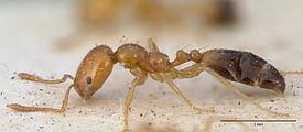 Рабочий инвазивного муравья Trichomyrmex destructor