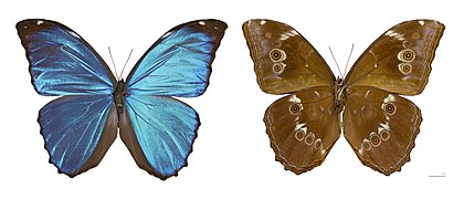 Morpho menelaus huebneri